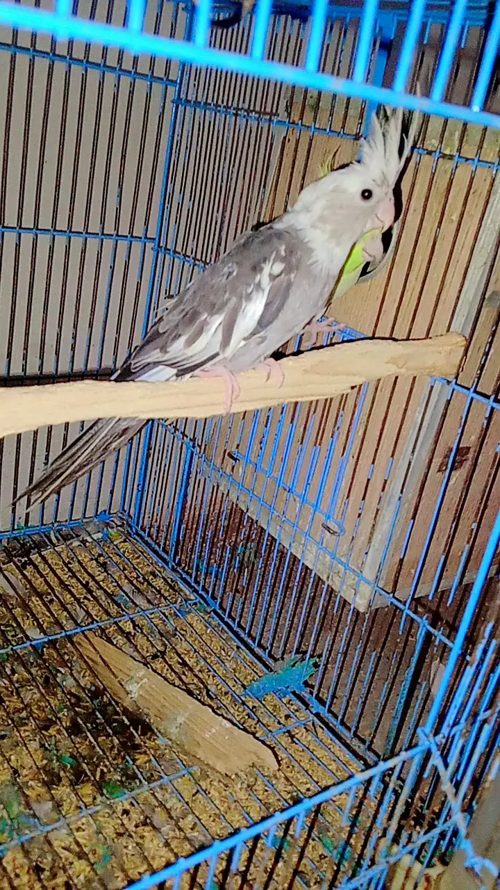 Birds for urgent sale — photo 8