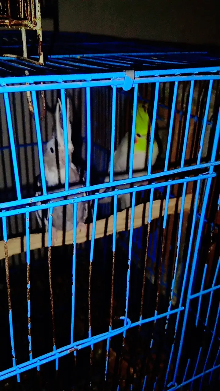 Birds for urgent sale — photo 9