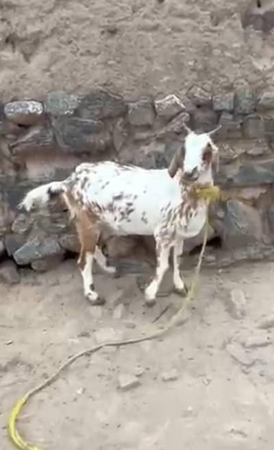 5 month pregnant