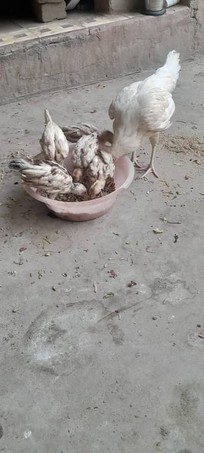 Aseel for sale ( 0312 7185134 contact only whatsapp )