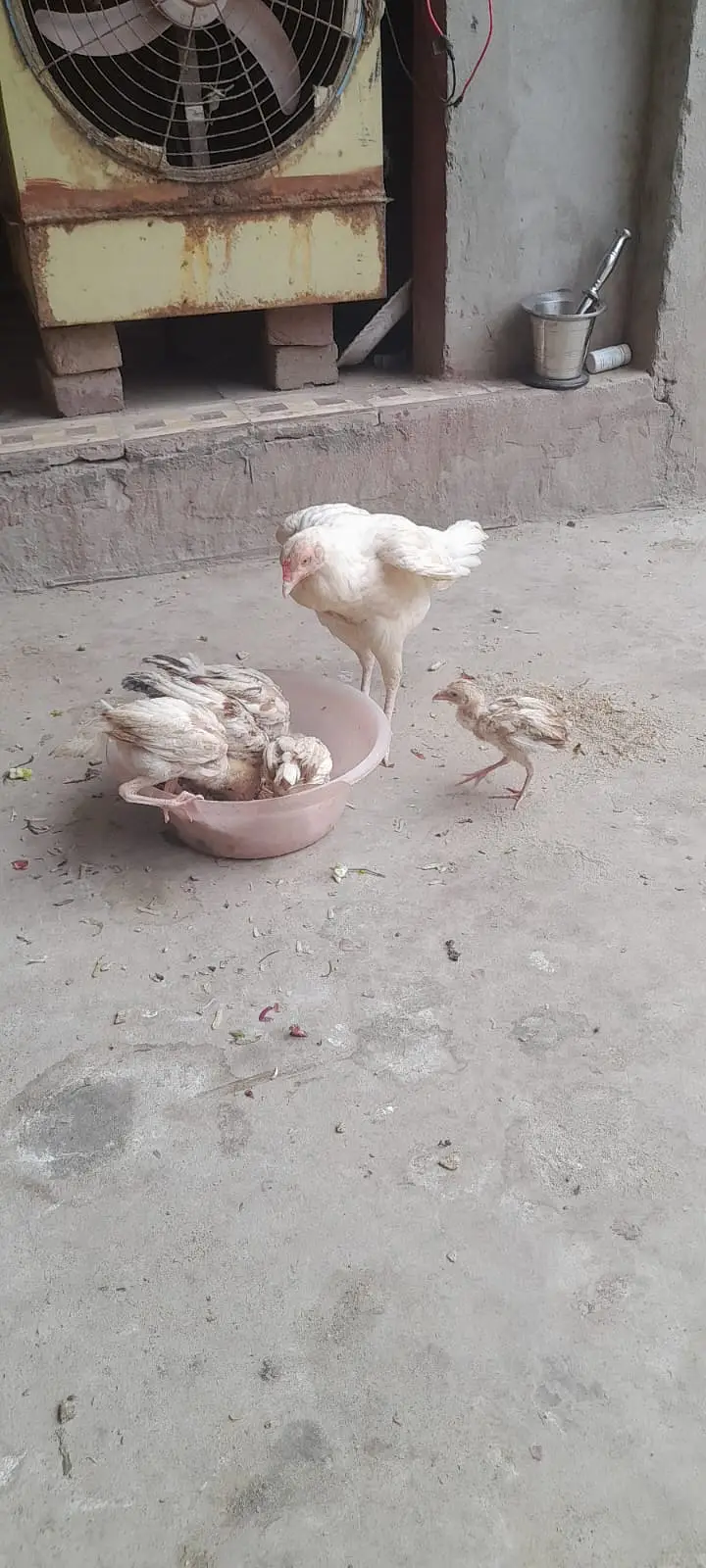 Aseel for sale ( 0312 7185134 contact only whatsapp ) — photo 4