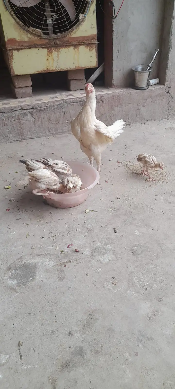 Aseel for sale ( 0312 7185134 contact only whatsapp ) — photo 5