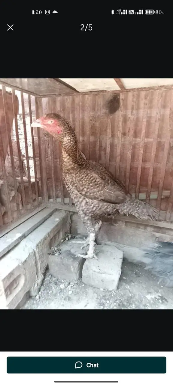 healthy aseel two pure hen= watsapp no03484853224 — photo 2