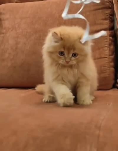 Quality Persian Punchface cat & kitten. moreWhatsApp 03714663282