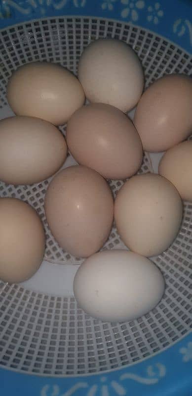 Desi eggs fertile fresh eggs Aseel