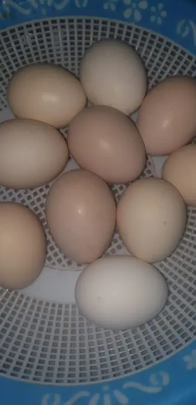 Desi eggs fertile fresh eggs Aseel