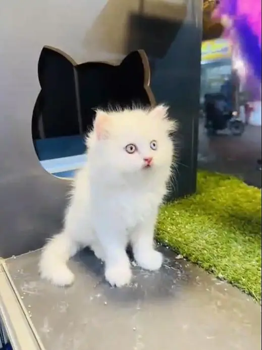 (Persian female kitten) (for sale all) (Pakistan delivery available) — photo 3