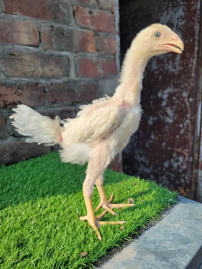 aseel shamo chicks/shamo chicks/ white shamo chicks/shamo pair