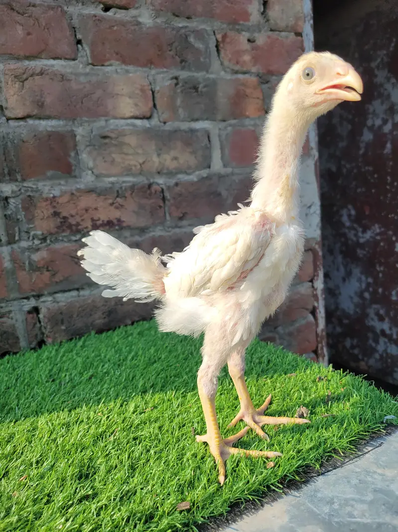 aseel shamo chicks/shamo chicks/ white shamo chicks/shamo pair — photo 2