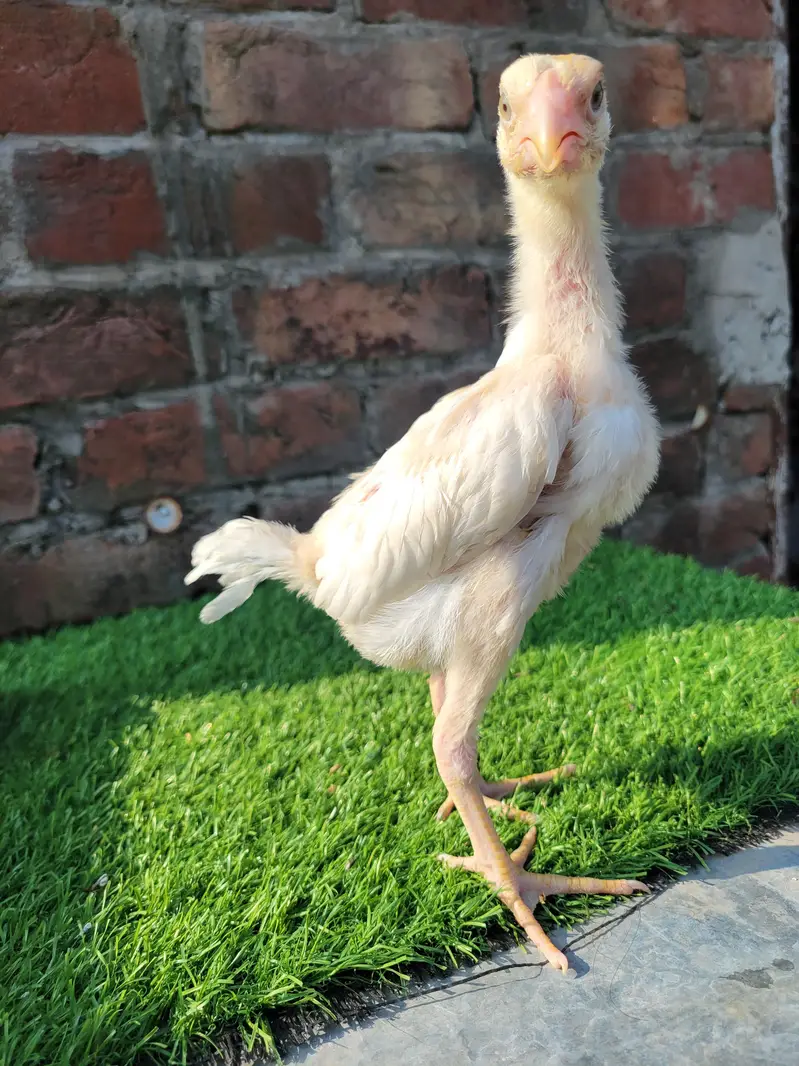 aseel shamo chicks/shamo chicks/ white shamo chicks/shamo pair — photo 3