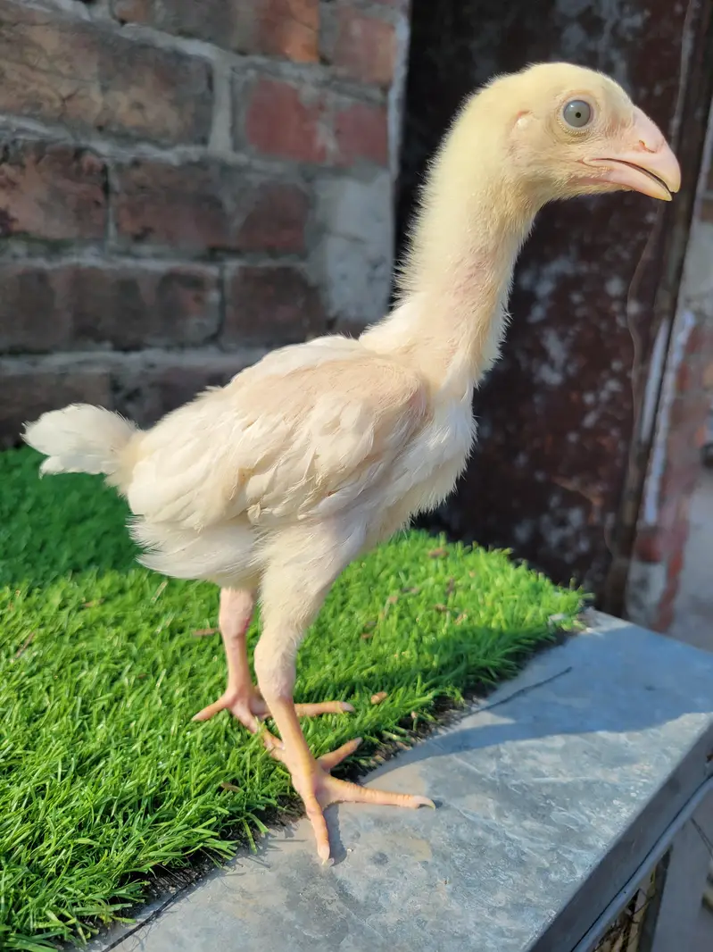 aseel shamo chicks/shamo chicks/ white shamo chicks/shamo pair — photo 4