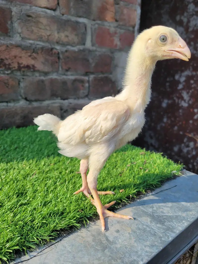 aseel shamo chicks/shamo chicks/ white shamo chicks/shamo pair — photo 5