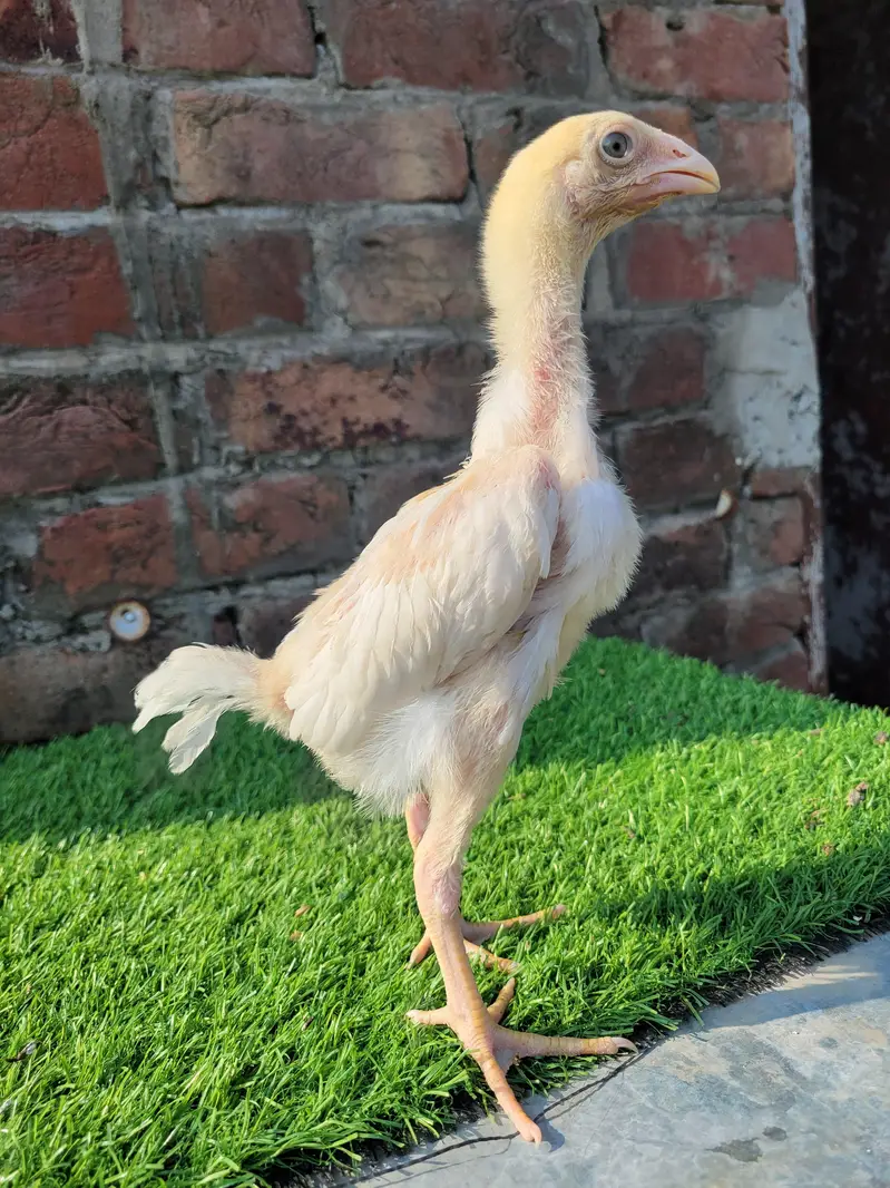 aseel shamo chicks/shamo chicks/ white shamo chicks/shamo pair — photo 6