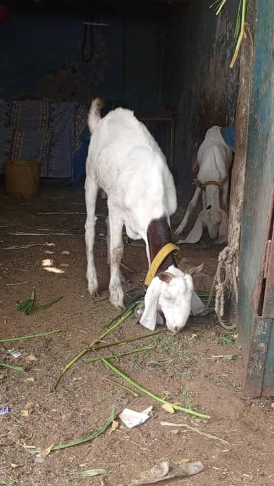2 dant Sindh Gulabi Male live weight 42