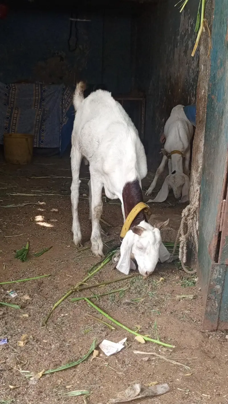 2 dant Sindh Gulabi Male live weight 42