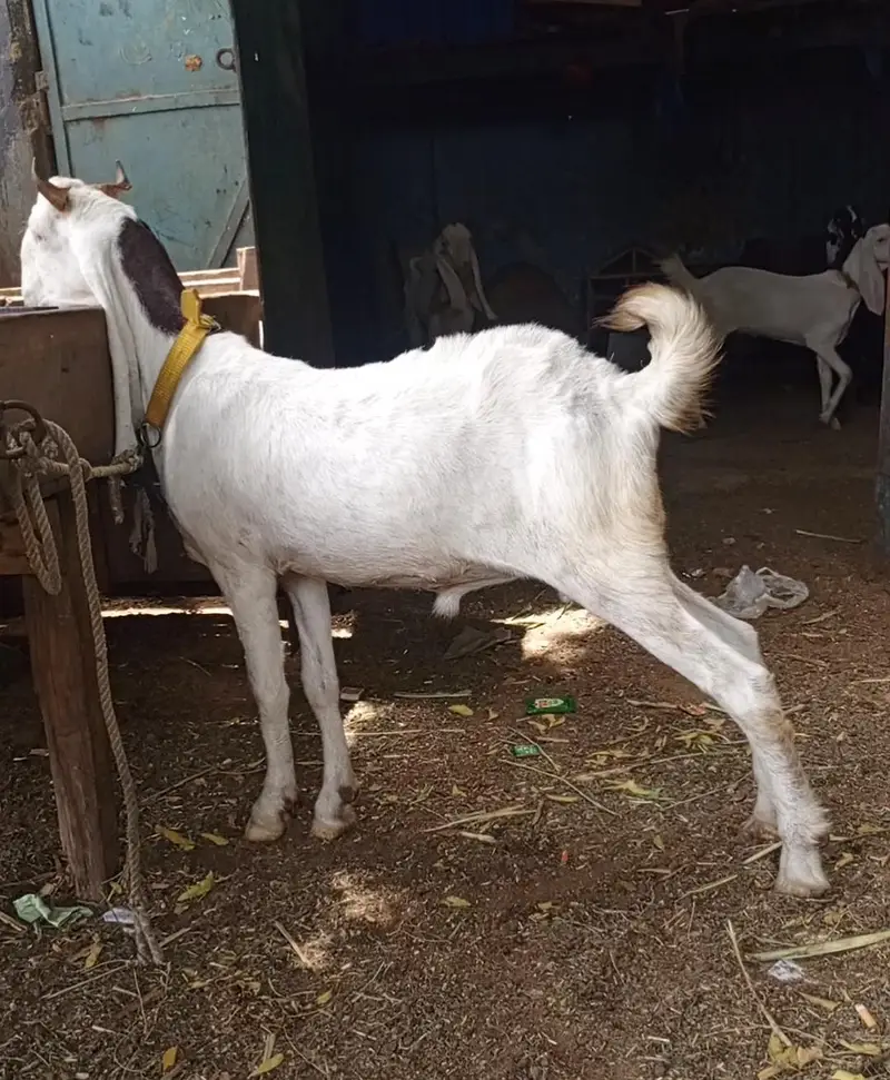 2 dant Sindh Gulabi Male live weight 42 — photo 2