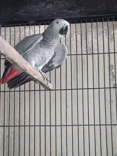 African Grey Female | Parrot | Talking Parrot | Breeder Female