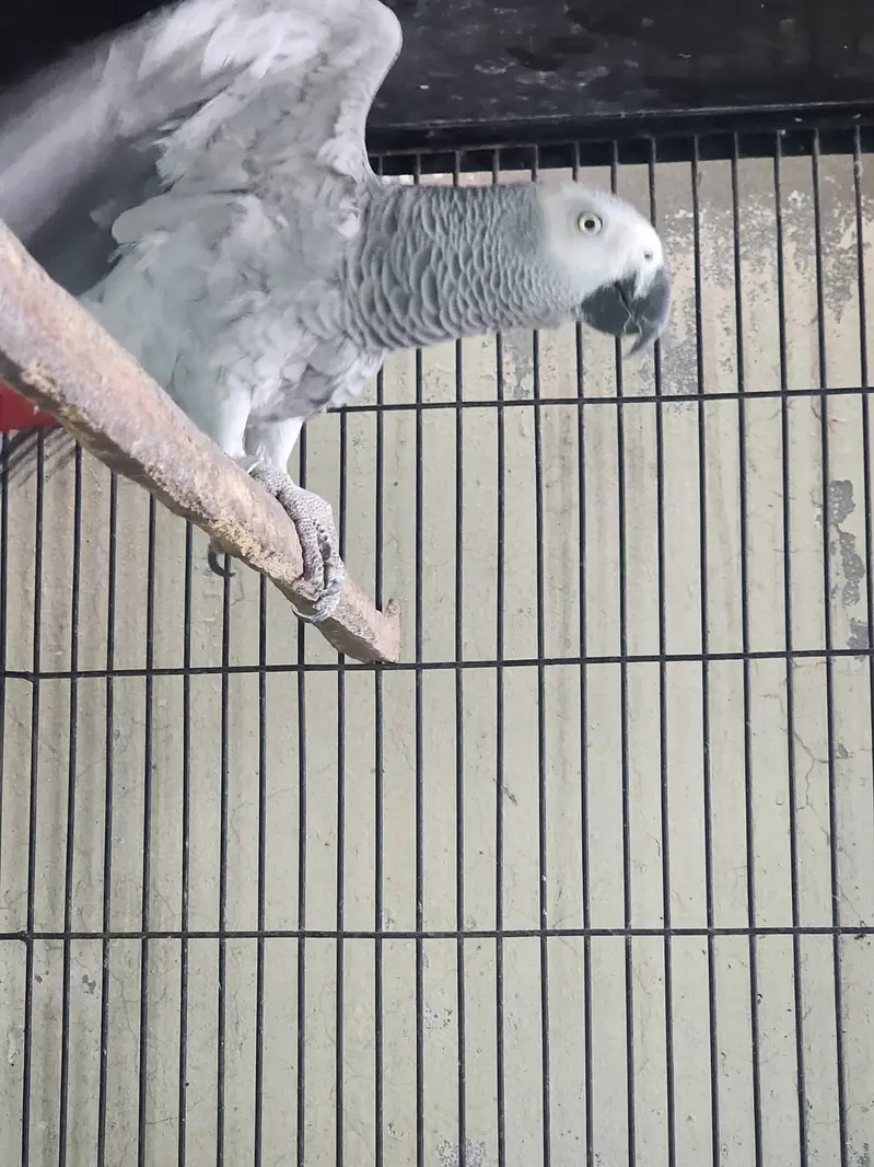 African Grey Female | Parrot | Talking Parrot | Breeder Female — photo 2