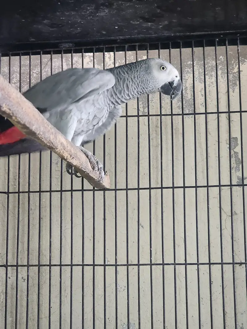 African Grey Female | Parrot | Talking Parrot | Breeder Female — photo 3