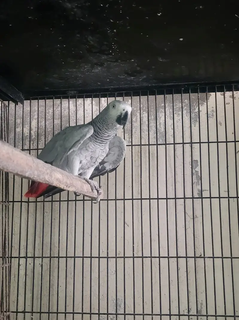 African Grey Female | Parrot | Talking Parrot | Breeder Female — photo 4