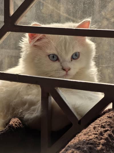white female Persian cat