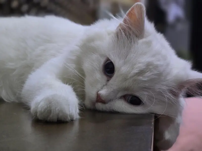 white female Persian cat — photo 2
