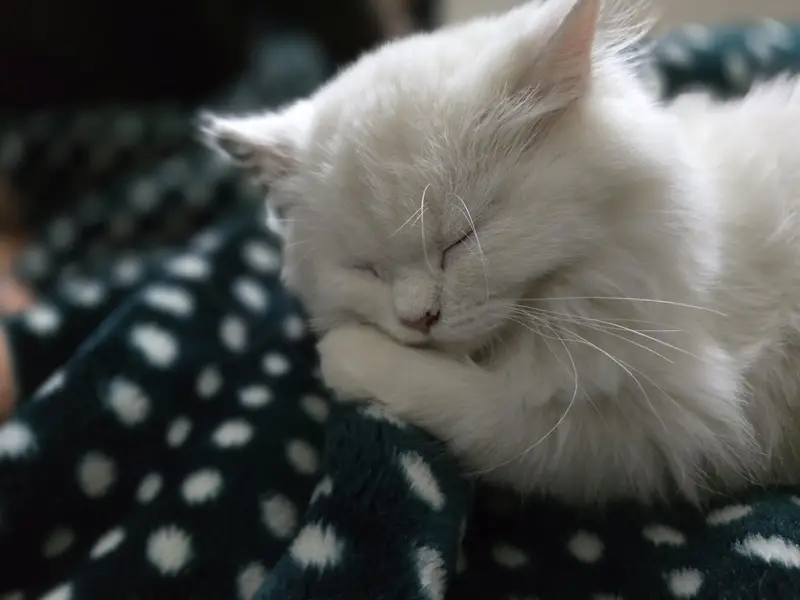 white female Persian cat — photo 3