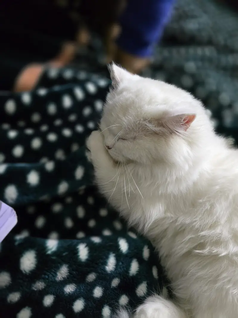 white female Persian cat — photo 4