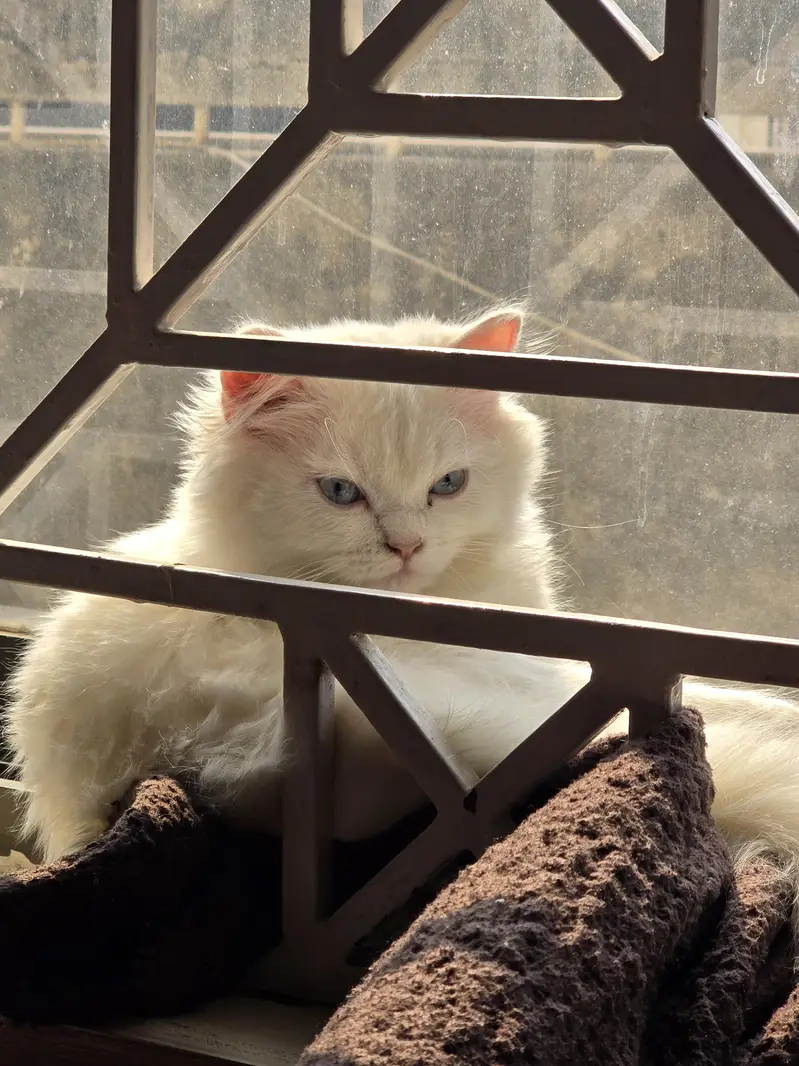 white female Persian cat — photo 5