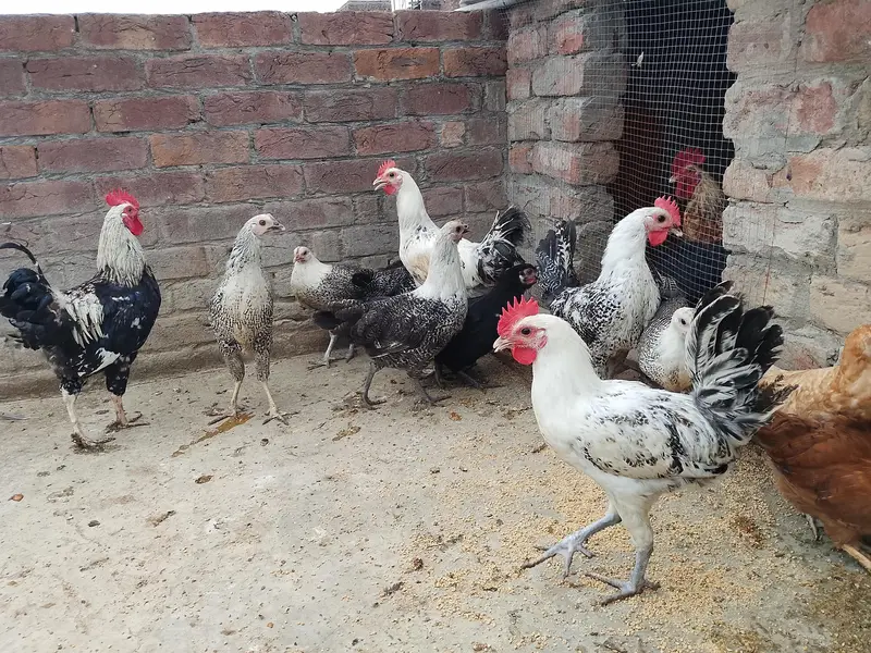 Gar ky phaly phaty phatyai for sale — photo 3