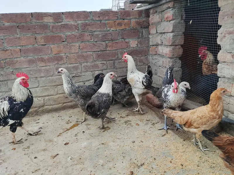 Gar ky phaly phaty phatyai for sale — photo 4