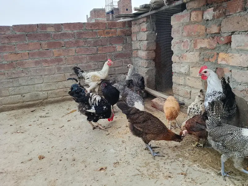 Gar ky phaly phaty phatyai for sale — photo 5