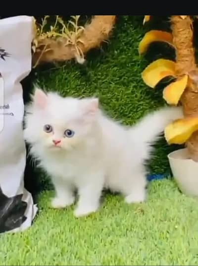 (Persian female kitten) (for sale all) (Pakistan delivery available)