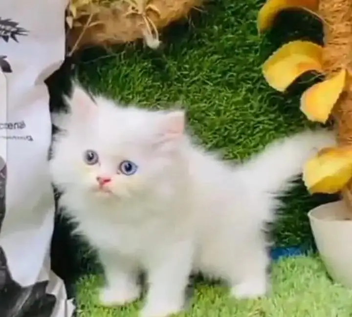 (Persian female kitten) (for sale all) (Pakistan delivery available) — photo 2