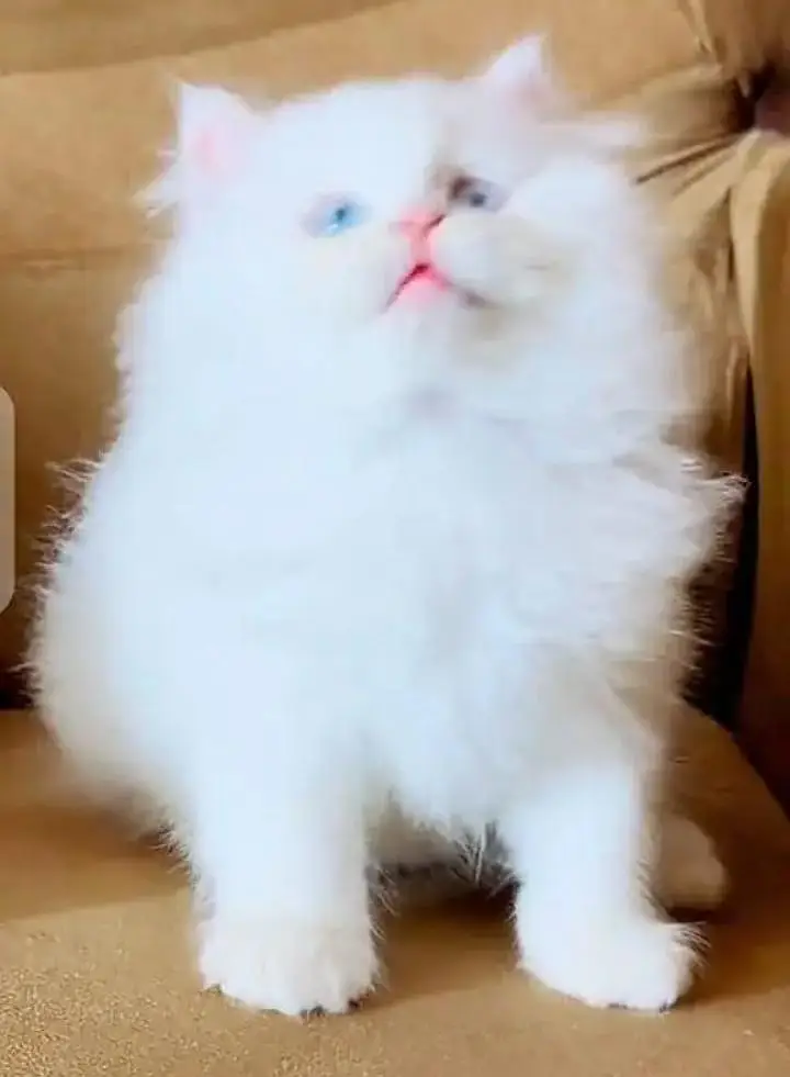 (Persian female kitten) (for sale all) (Pakistan delivery available) — photo 3