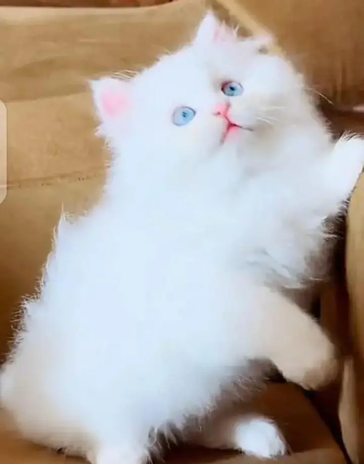 (Persian female kitten) (for sale all) (Pakistan delivery available) — photo 4