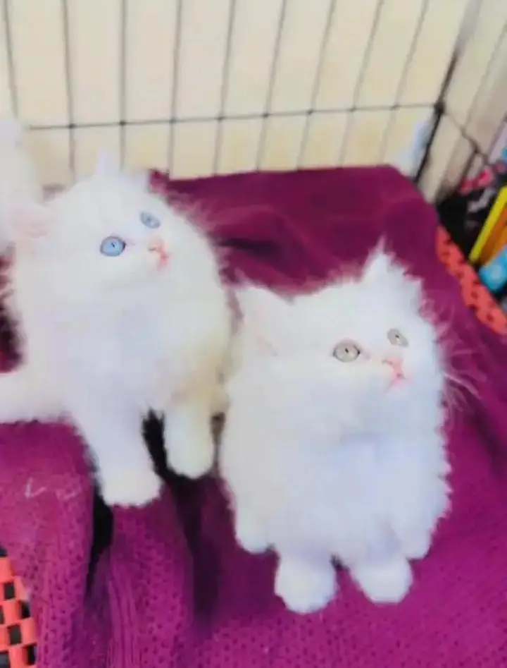 (Persian female kitten) (for sale all) (Pakistan delivery available) — photo 5