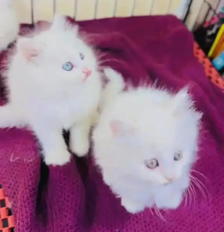 (Persian female kitten) (for sale all) (Pakistan delivery available) — photo 6