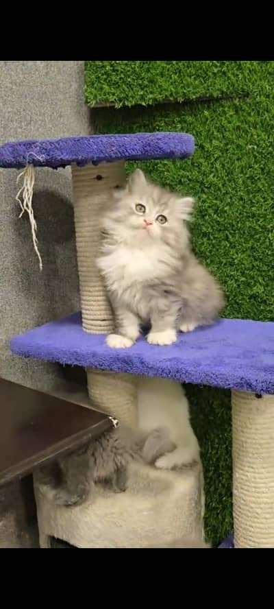 Quality Persian Punchface cat & kitten. moreWhatsApp 03714663282