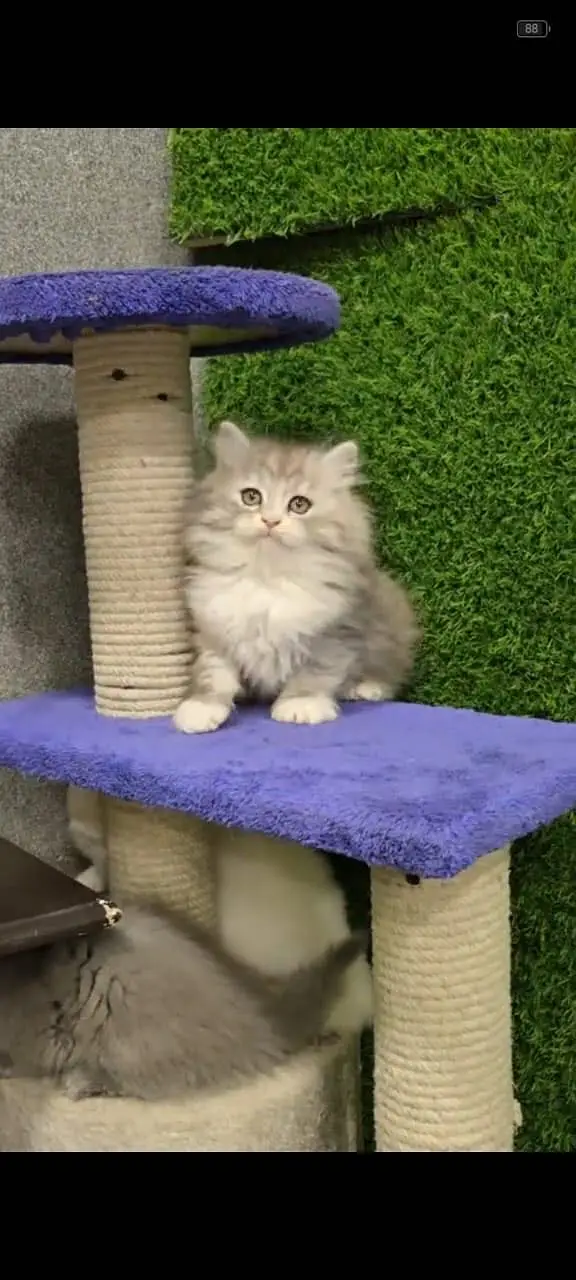 Quality Persian Punchface cat & kitten. moreWhatsApp 03714663282 — photo 3