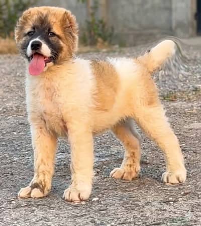 King alabai | alabai puppies pair | alabai dog for sale | Alabai