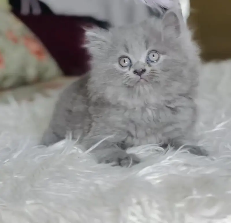 Quality Persian Punchface cat & kitten. moreWhatsApp 03714663282 — photo 3