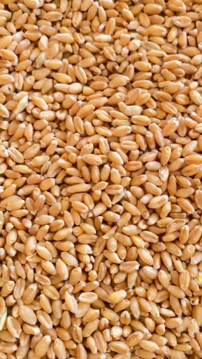 gandum for sale