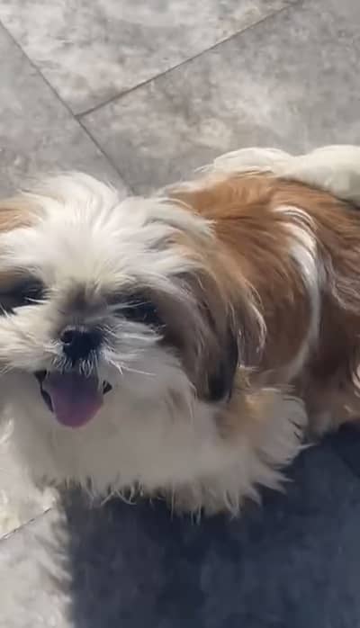 Premium quality shih tzu breeder female for sale