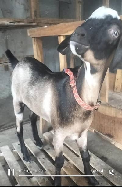 Tapry Bakry Qurbani 2027