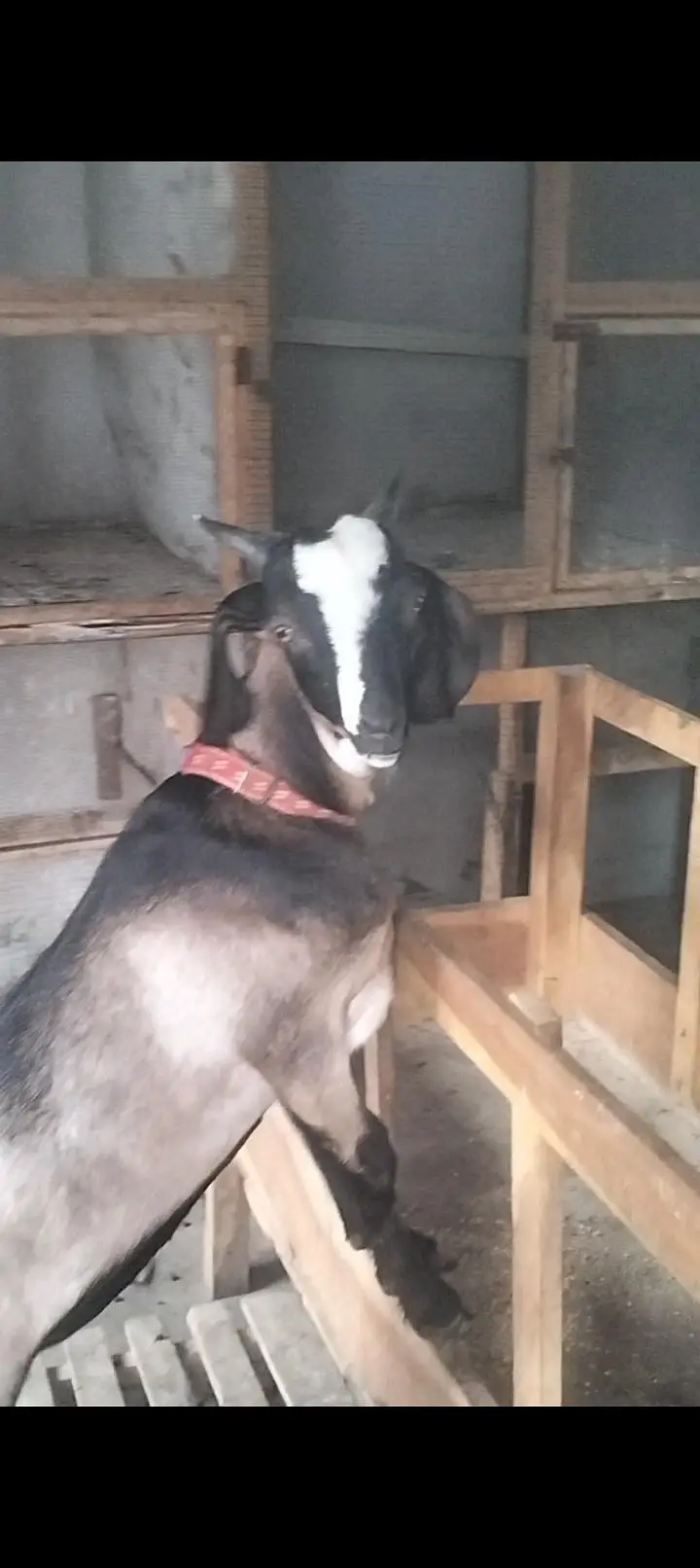 Tapry Bakry Qurbani 2027 — photo 2