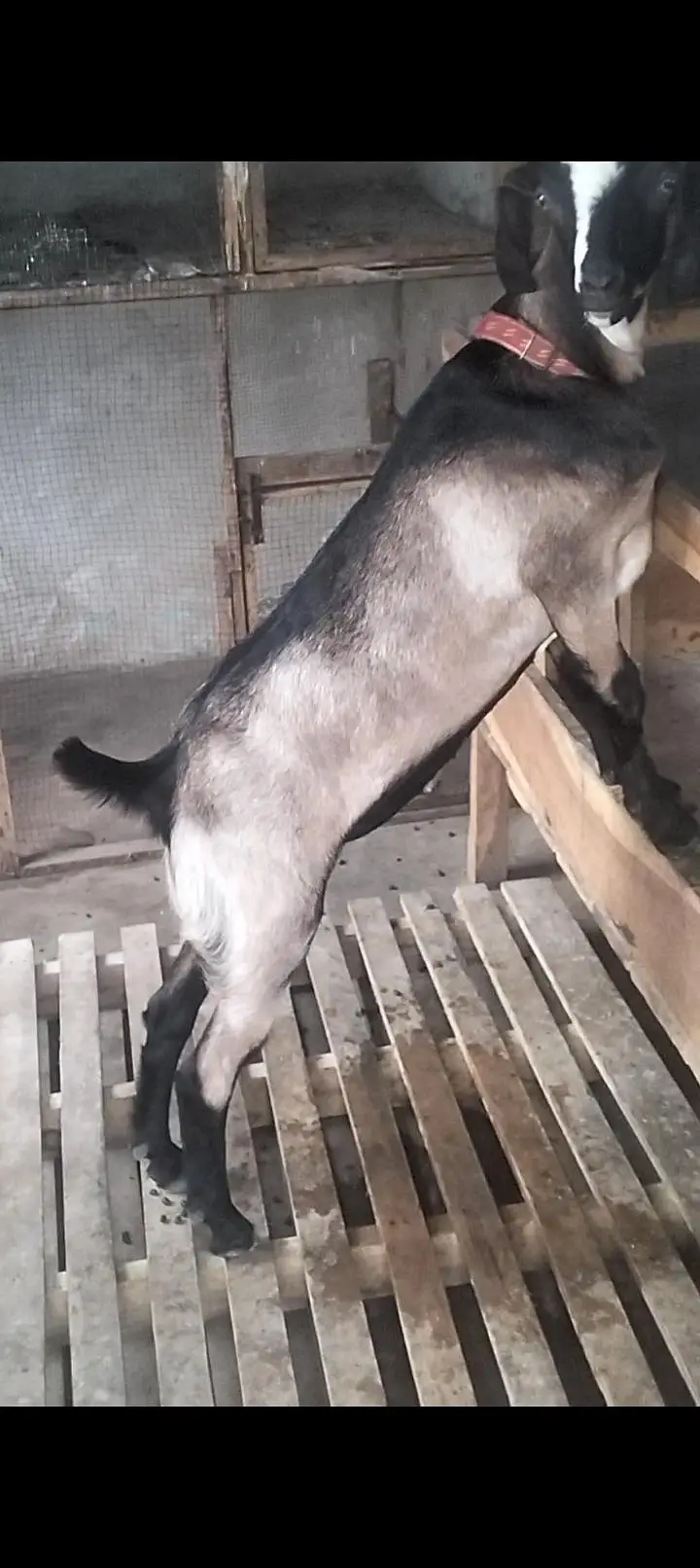 Tapry Bakry Qurbani 2027 — photo 3