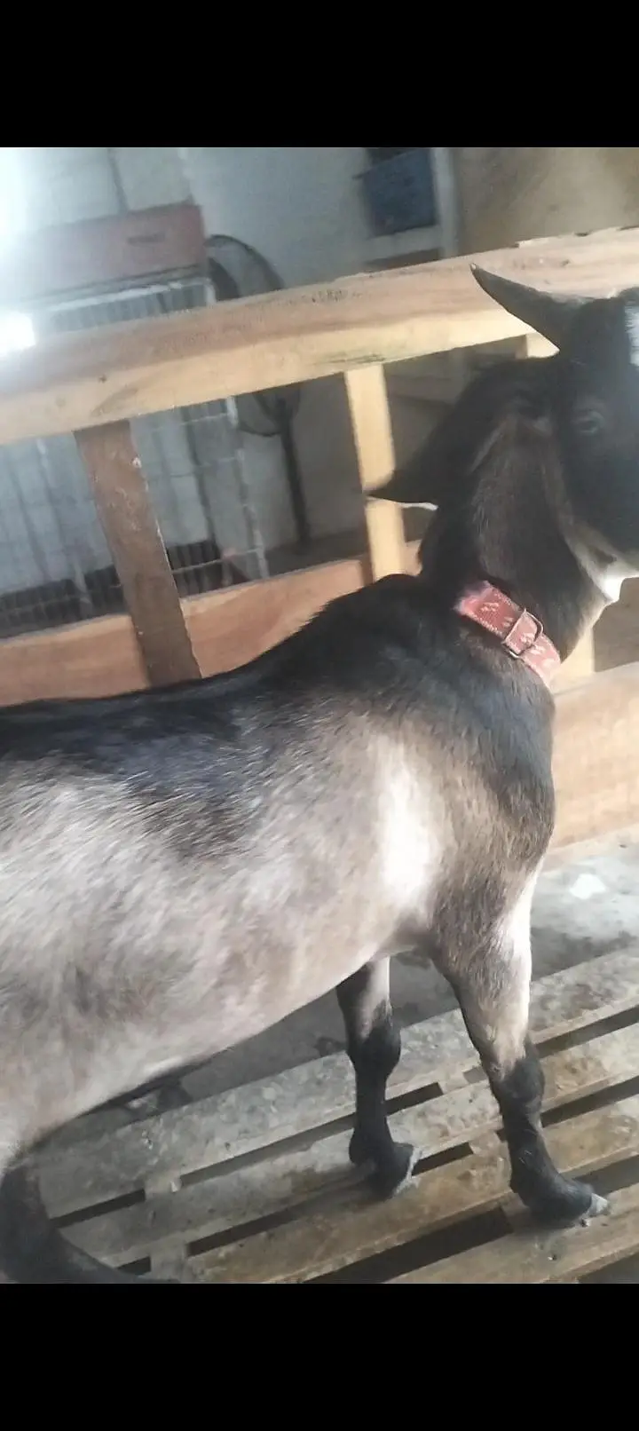 Tapry Bakry Qurbani 2027 — photo 4
