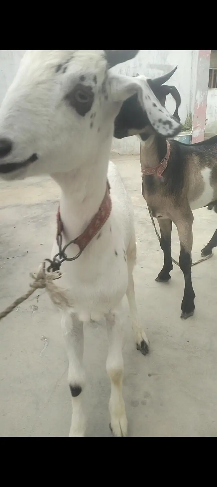 Tapry Bakry Qurbani 2027 — photo 5