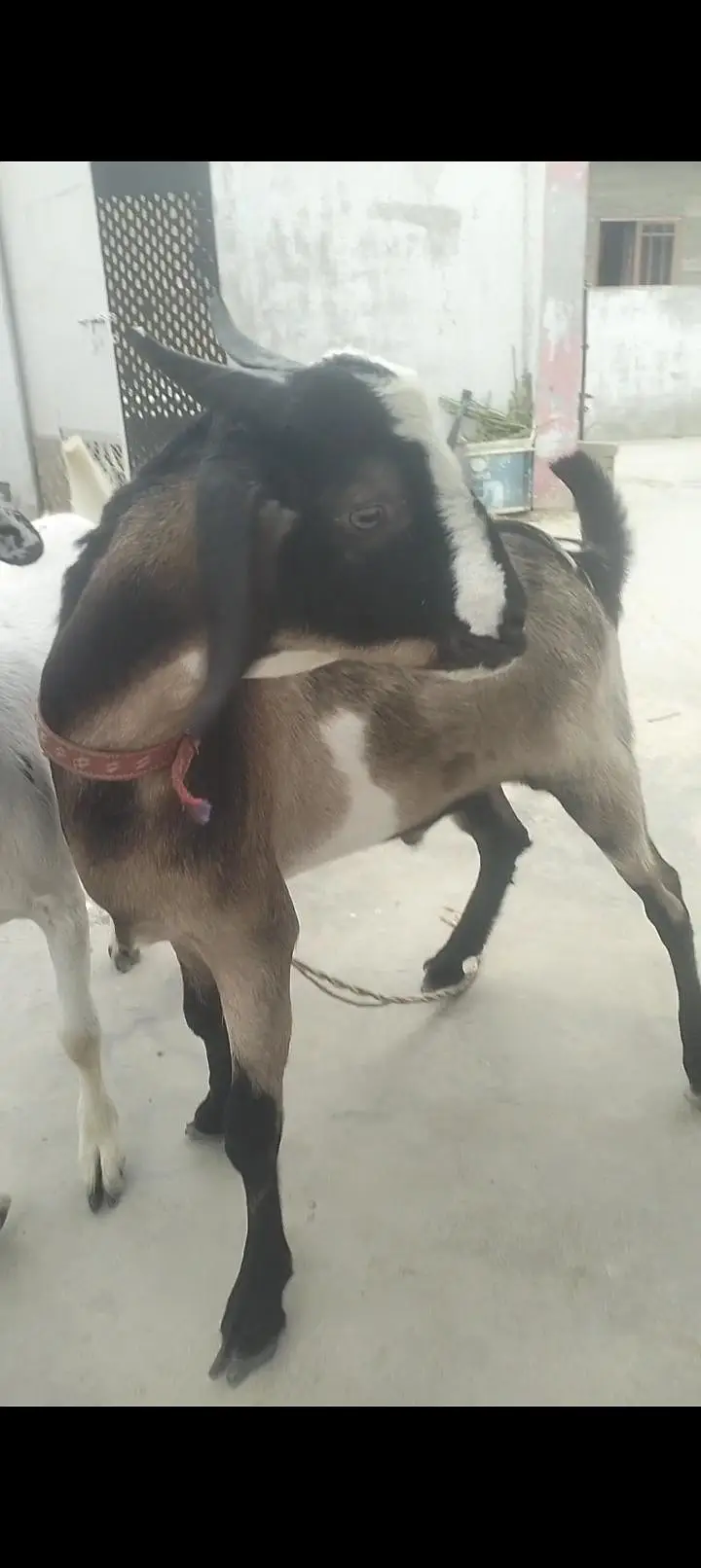 Tapry Bakry Qurbani 2027 — photo 6